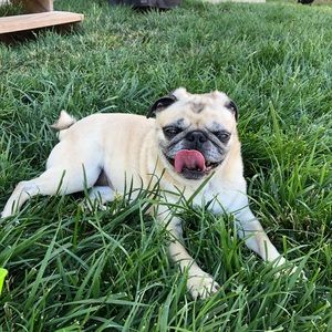 Meet your Posher, James